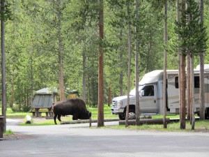 Bison in Madison Campground